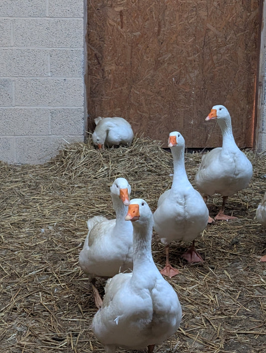 Vistines zasys tvarte ant siaudu viena zasis ruosia lizda kiausiniui padeti