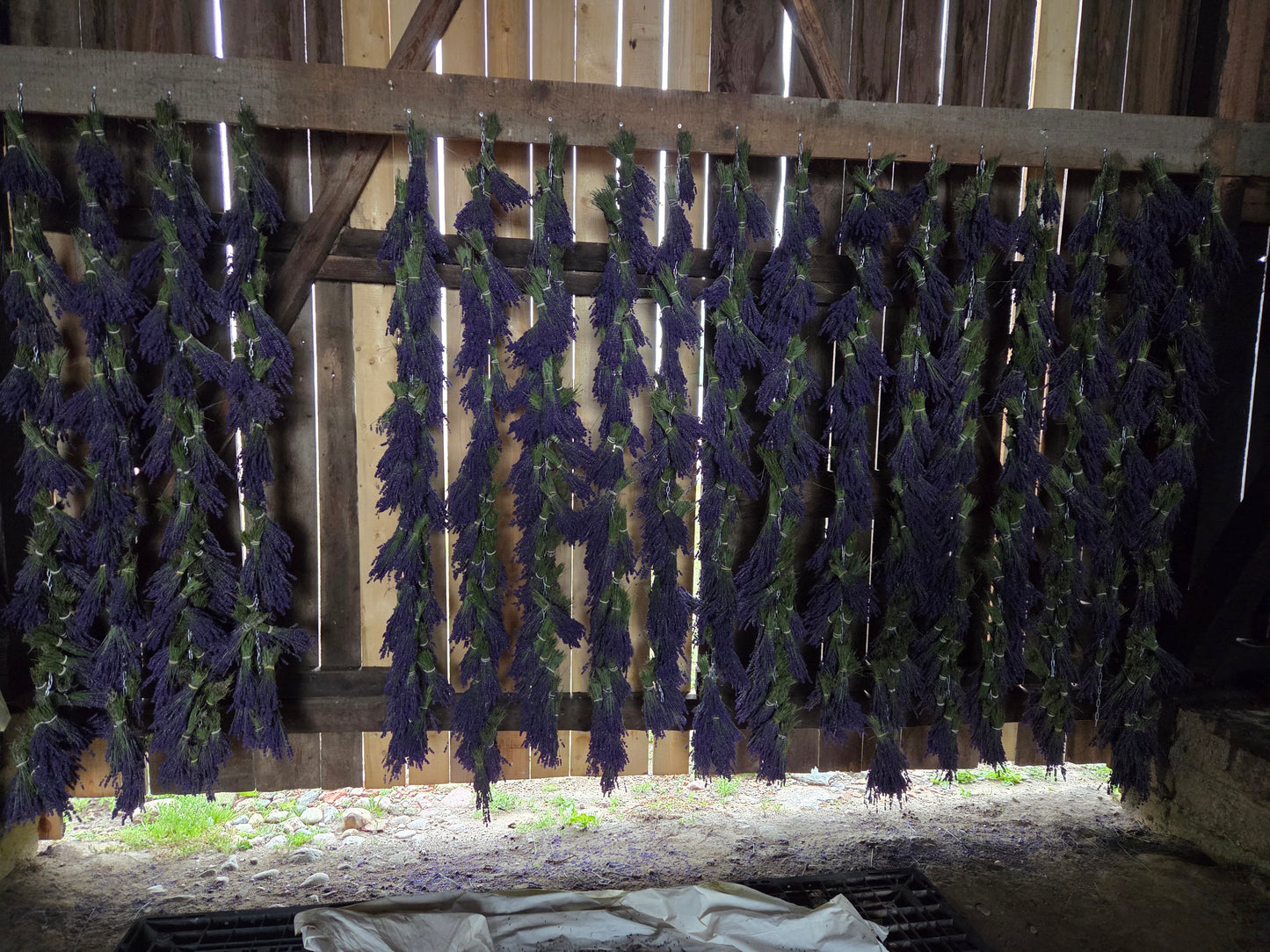 lavender bunches drying in an old barn