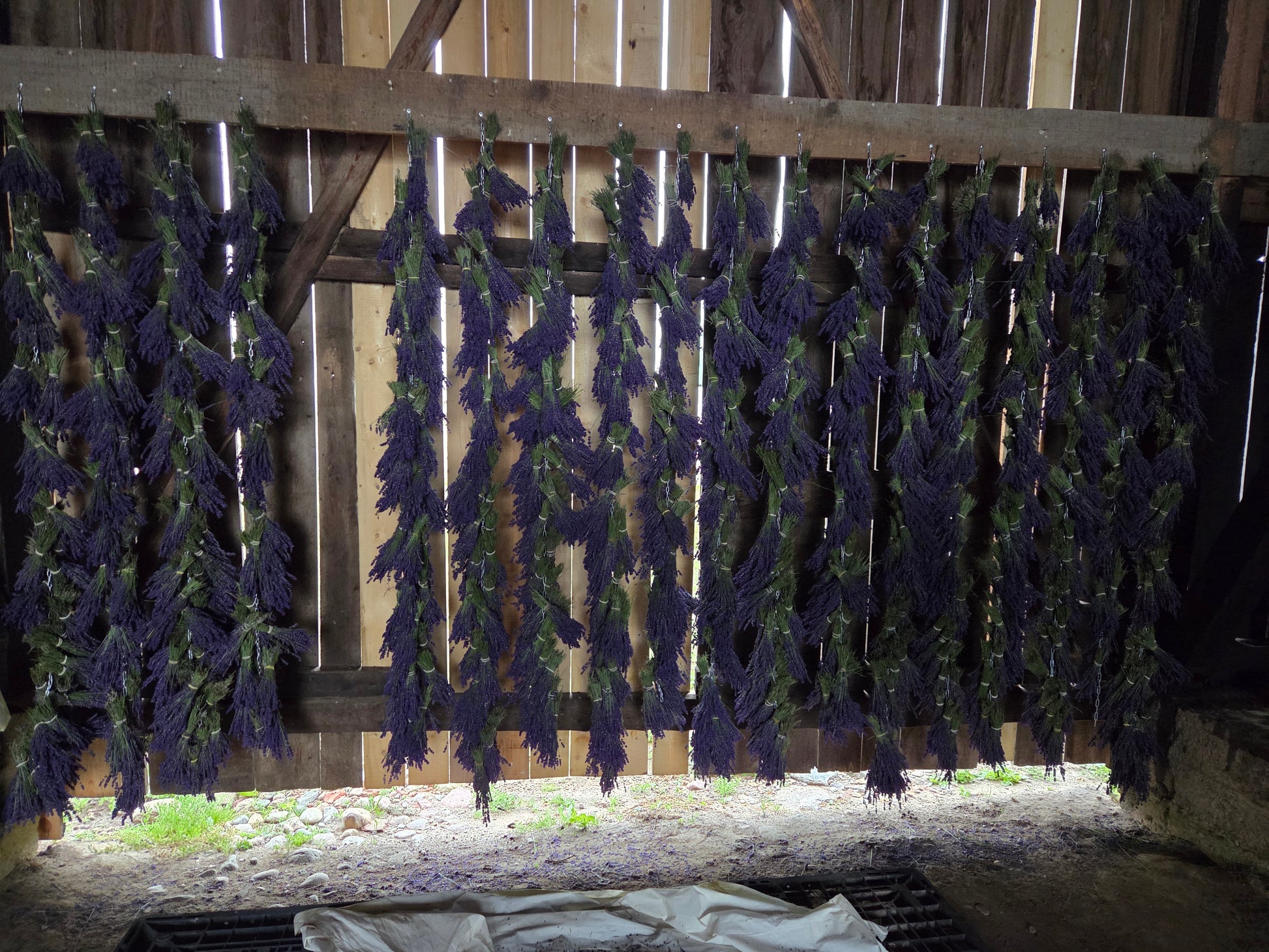 lavender bunches drying in an old barn