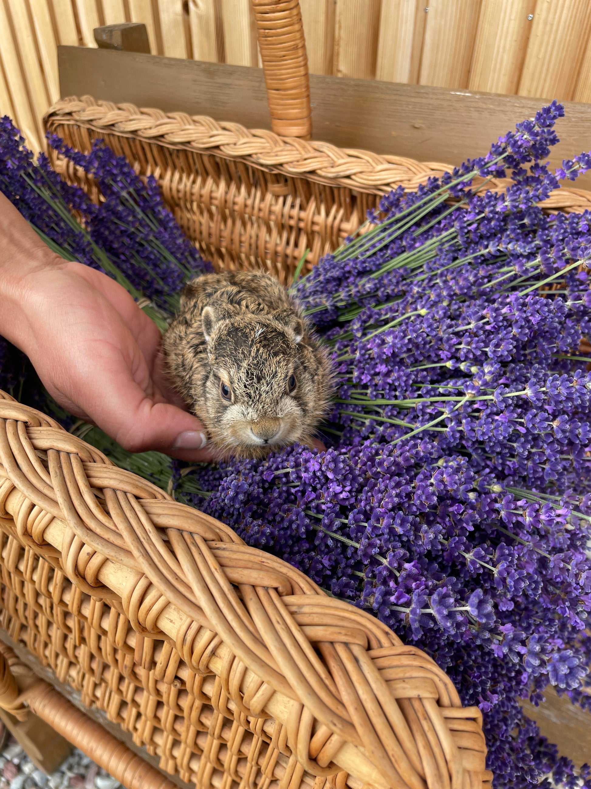 bunny rabbit sitting in lavender flowers