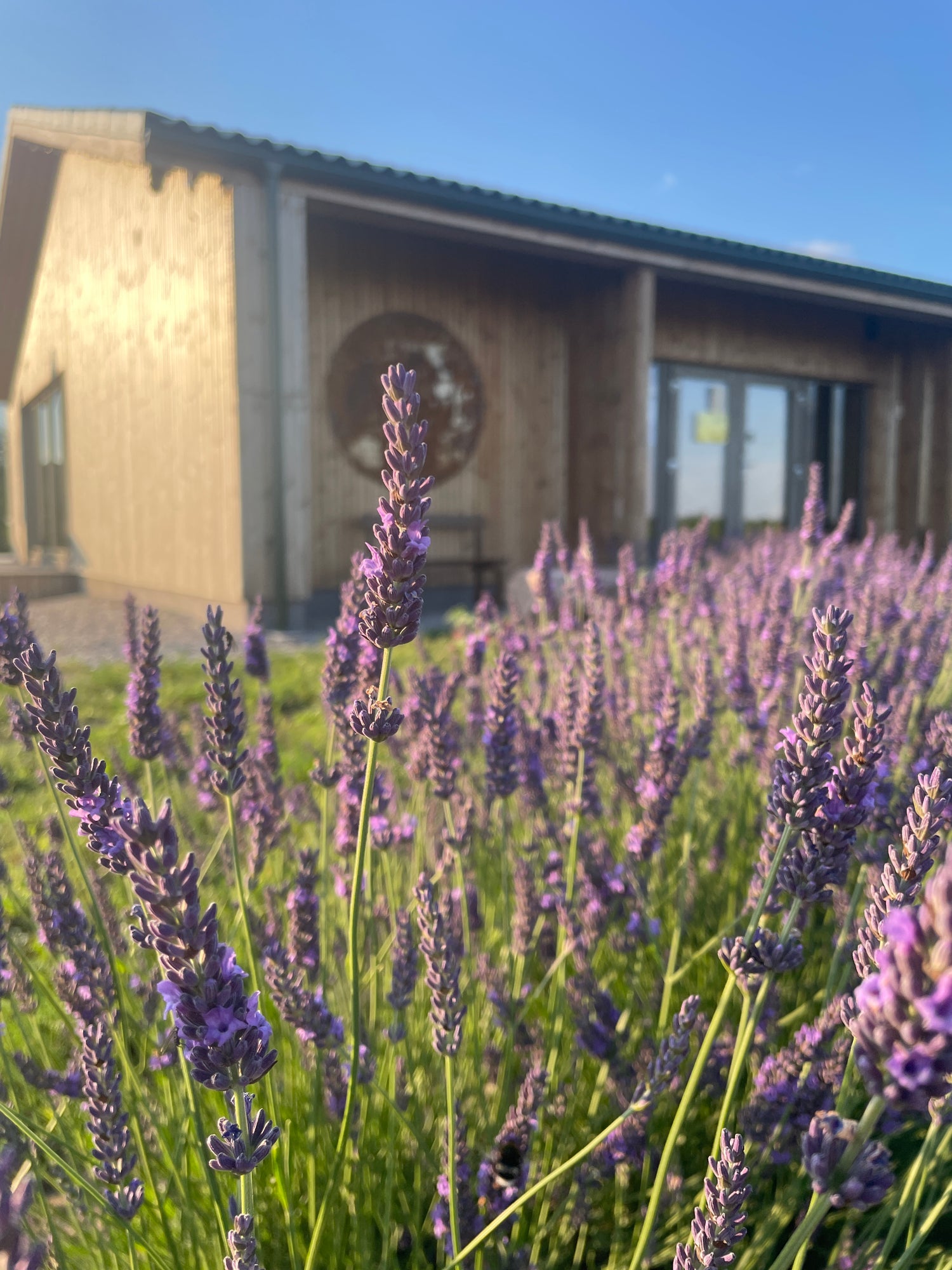 Šerno bistro Levandų ūkis lavender farm
