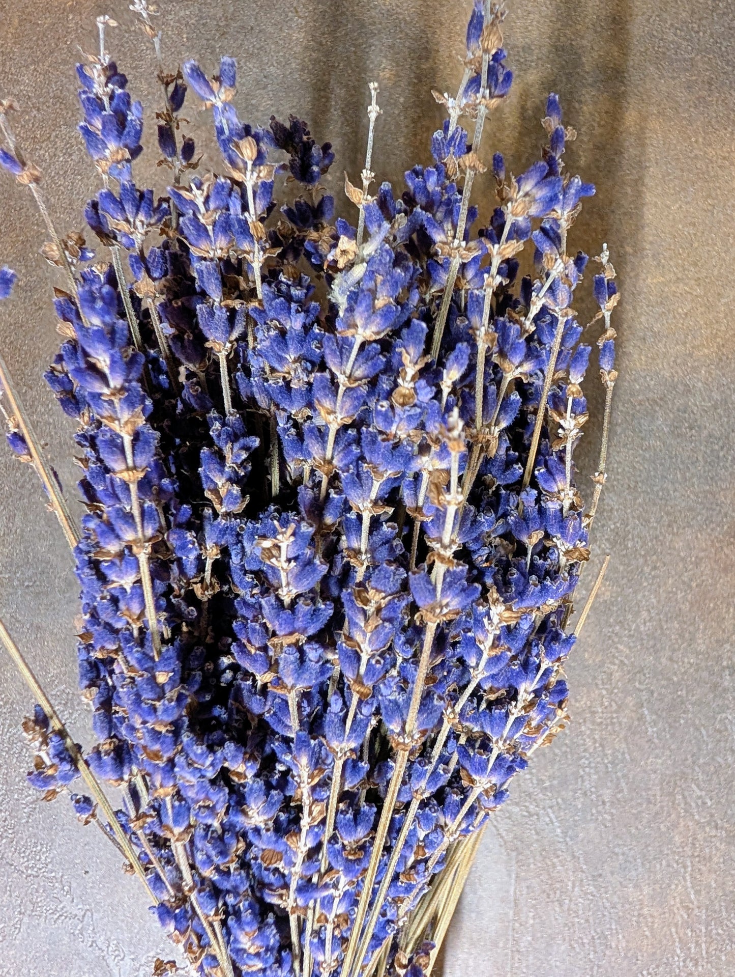 dried lavender - hidcote
