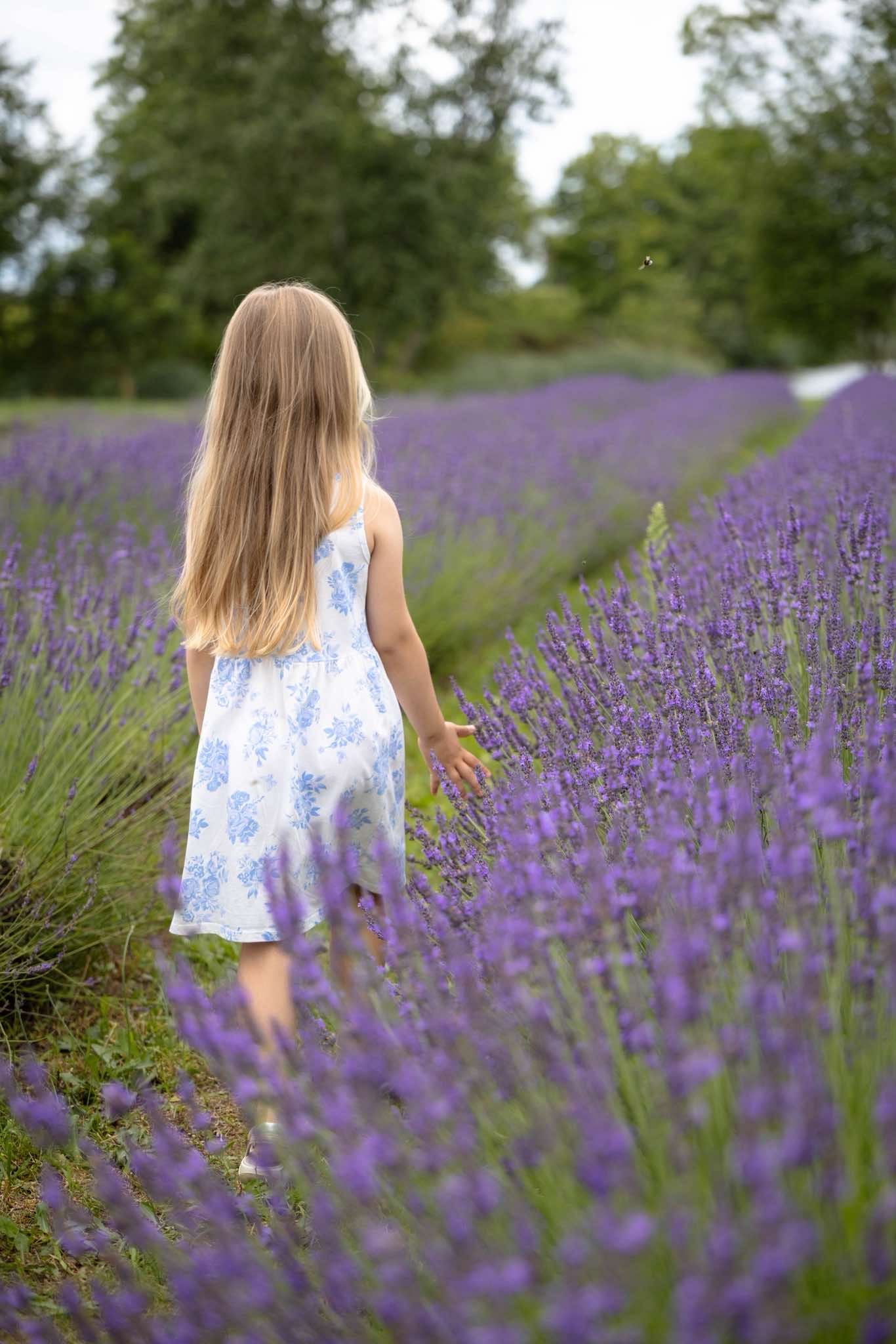 Levandų ūkis Lavender Farm