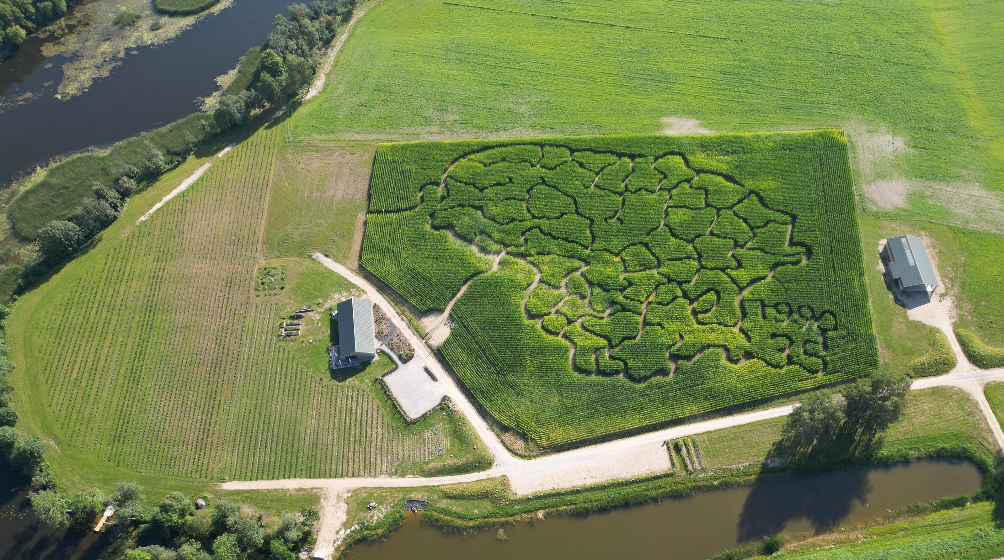 Levandų ūkis lavender farm Kukurūzų labirintas