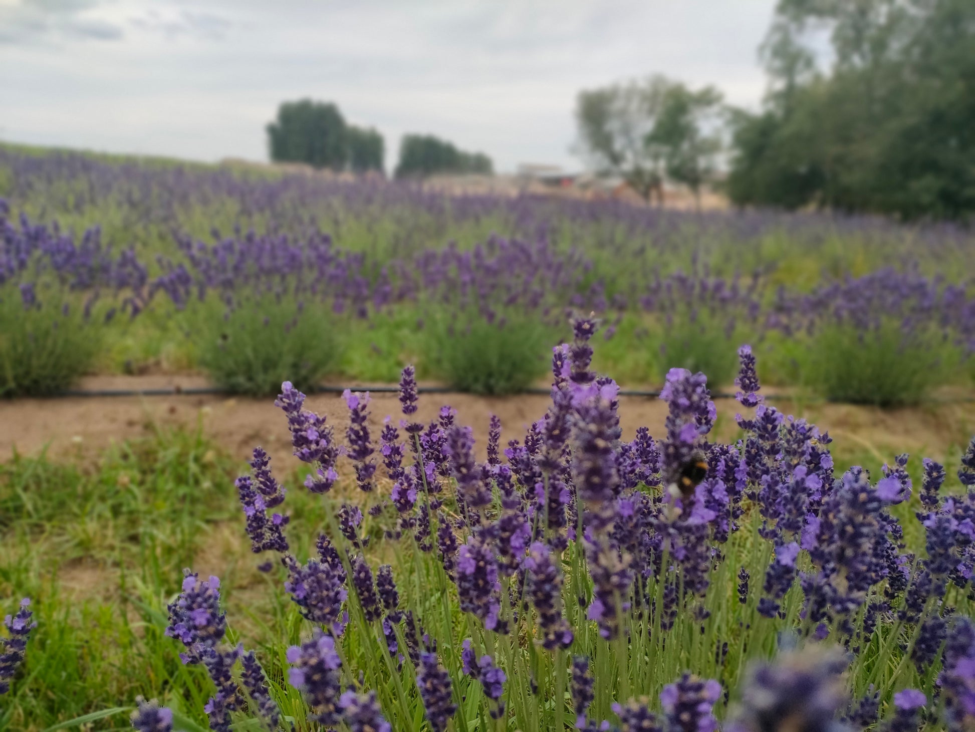 Hodcote lavender in bloom at river meadow farm - Upės Pievos