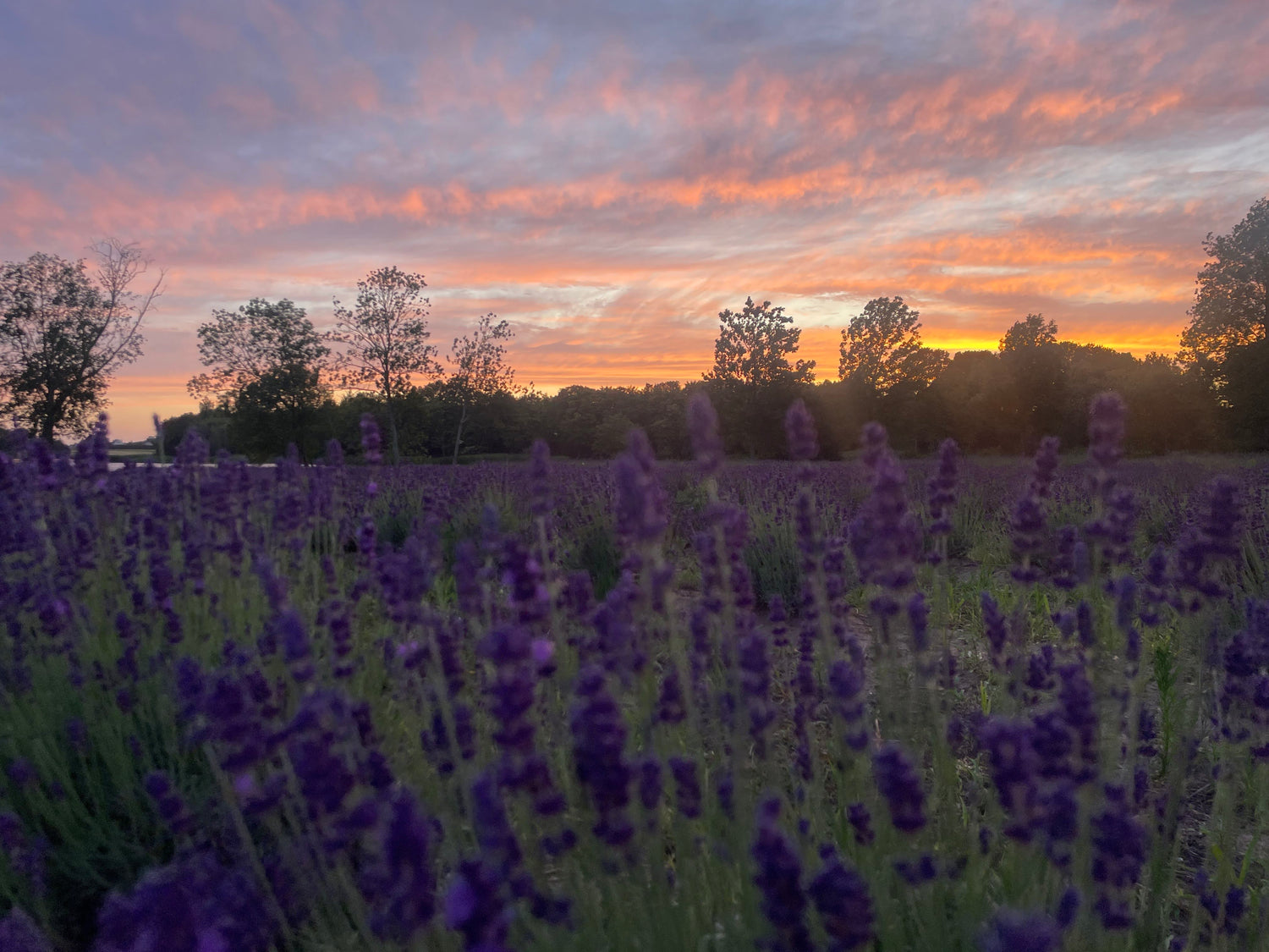 Levandų ūkis Lavender Farm